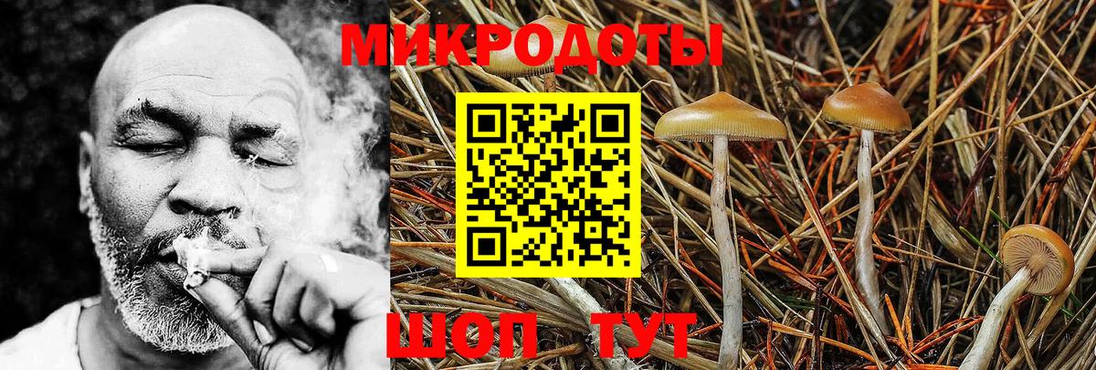 Галлюциногенные грибы Psilocybe Вязьма